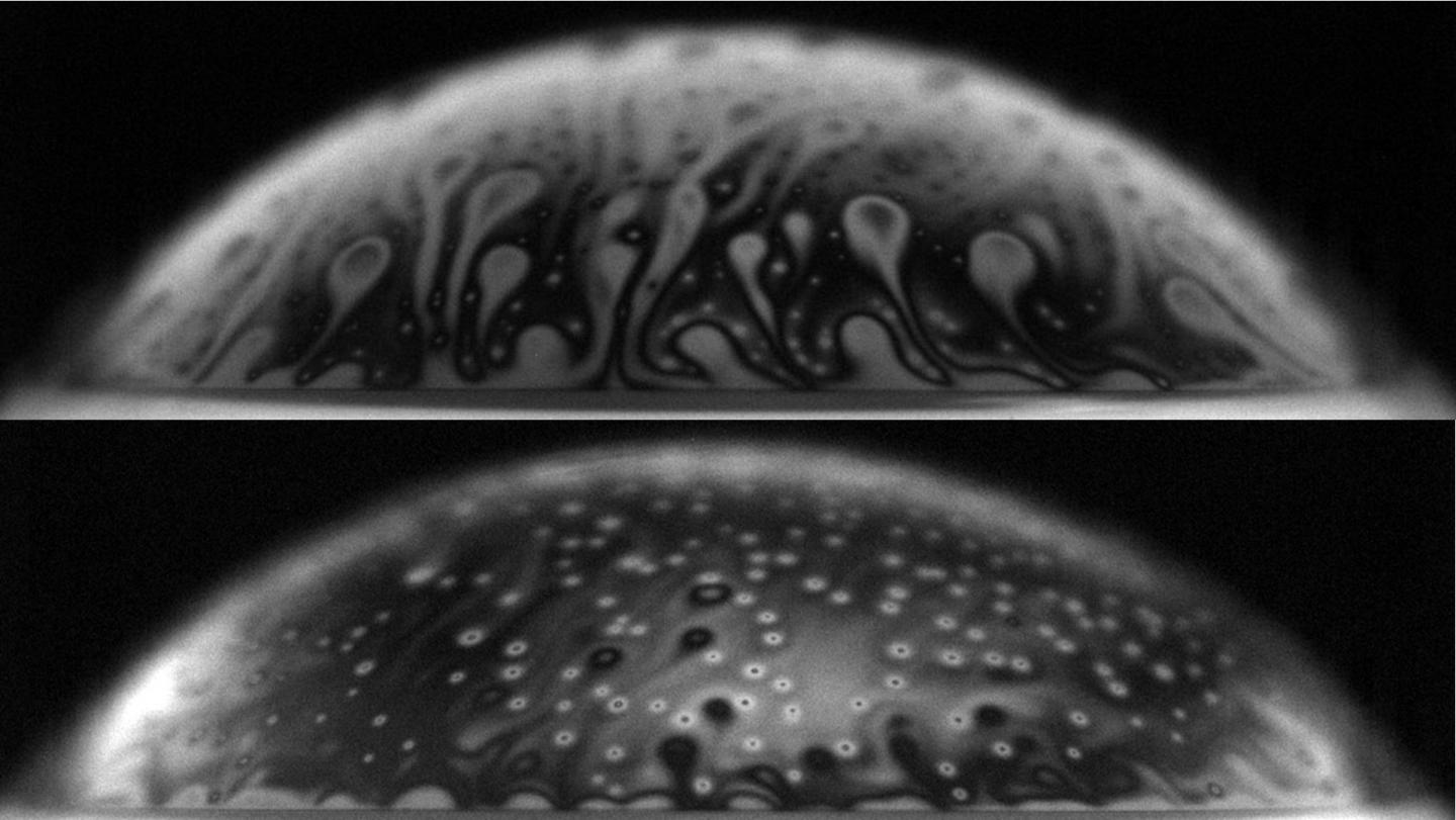 Poulain2018_bacteria.jpg