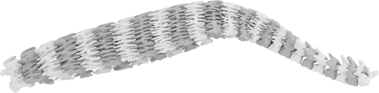 Spine biomechanics